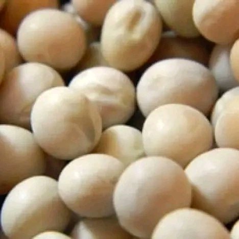 pakcommodities1's tweet photo. #Canadian #Yellowpeas in the market of Karachi rose by Rs 2 and deals up to 141.  A few importers have goods in their hands. Due to unstable dollar situation, importers are not selling https://t.co/NqT0oNPkDh