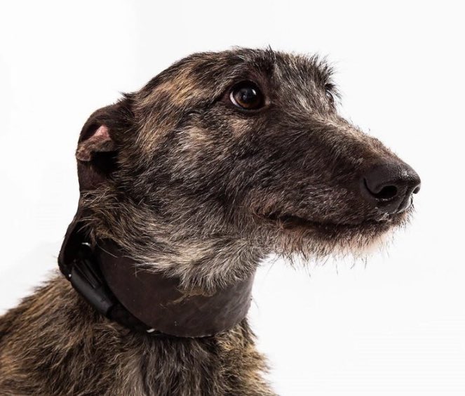 StrayAidDogs's tweet photo. 🐕Dog of the day - Susie🐕 2 year old large size Lurcher. Would suit home without other dogs, cats or young children. Please head to https://t.co/TWJ1juO2YS for more details. #Lurcher #RescueDogs #Stray #Durham #AdoptDontShop #DogLover #foreverhome #Dogs #StrayAid #Dogsandcats https://t.co/QkReTWnPzS