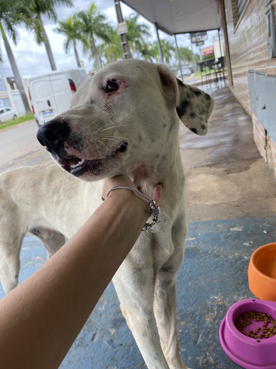 laurasoare's tweet photo. [GOIÂNIA]
Amigos me ajudem!!!
Esses 3 animais estão na rua, estou alimentando mas ainda não consegui adoção, não quero que eles fiquem sozinhos no dia 31 por conta dos fogos, e nem peguem essa chuva toda 😭😭
ADOÇAO ou lar temporário urgente!!! Eu castro, ajudo com ração etc!! https://t.co/8WtpfrhtZZ
