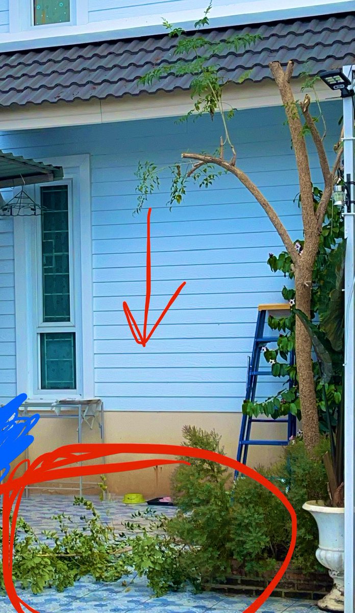 Before &amp; after ต้นไม้ก็อยู่ของมันดีๆ