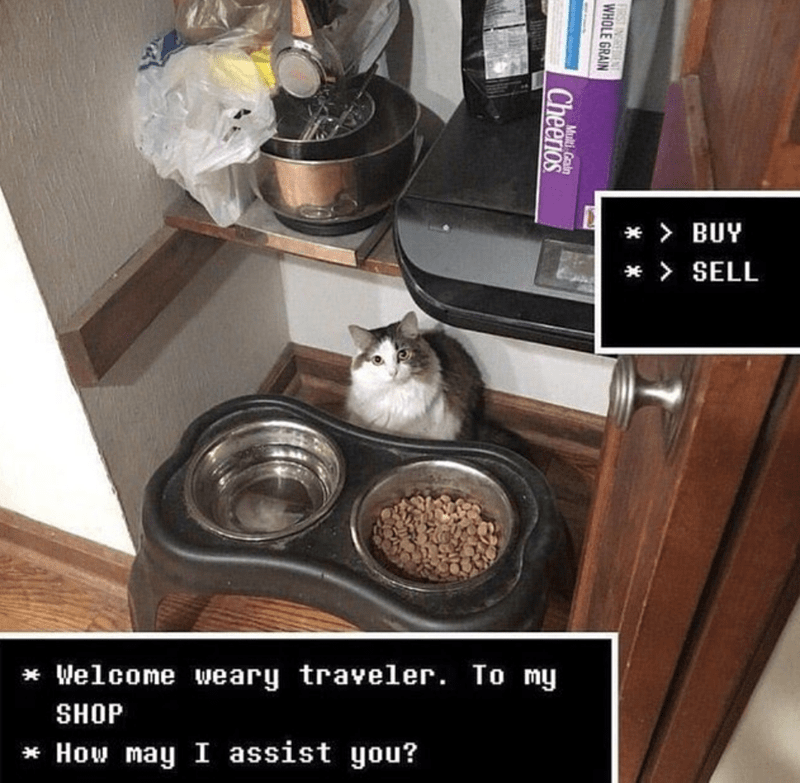 cats who share one braincell (@catbraincell) on Twitter photo 