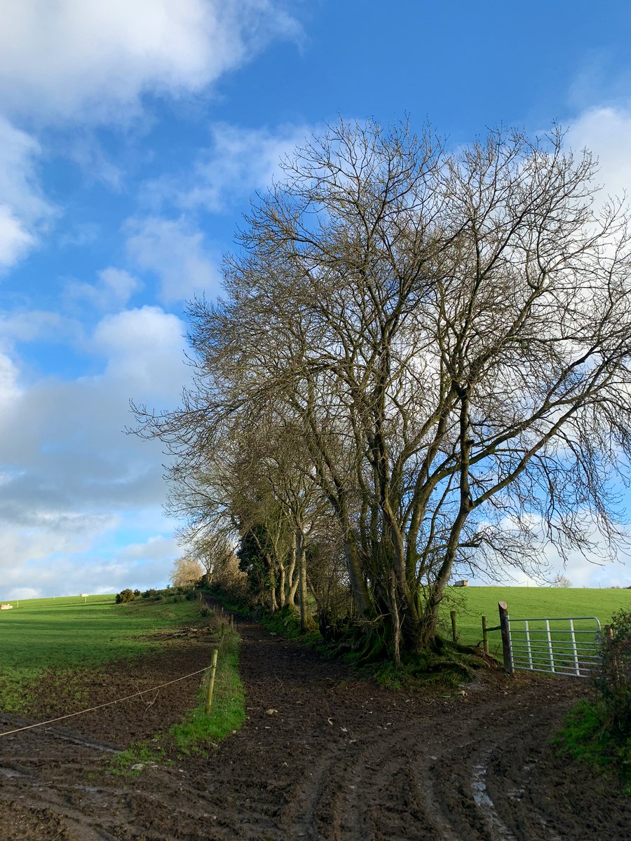 mandevillish's tweet photo. #BVLC Greenway #CountyMeath https://t.co/rT5GG5kjUo