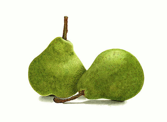 DeborahLeagueFA's tweet photo. Two Bartlett Pears #watercolor #stilllife #pears #fruits #food #foodlover #fruitlover #green #AYearForArt #buyintoart #wallart #homedecor #bartlettpear #art #ArtistOnTwitter #realism #fruitpainting #fruitart #fruitstilllife #pearspainting #art

It's here - https://t.co/W6jQNPuVL3 https://t.co/AyuEy6NFXR
