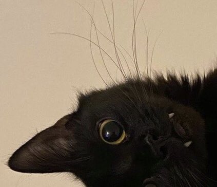 AbbPartha's tweet photo. @cat_auras Crow cat !!! 😉😀🤪 https://t.co/iiatJcULEu