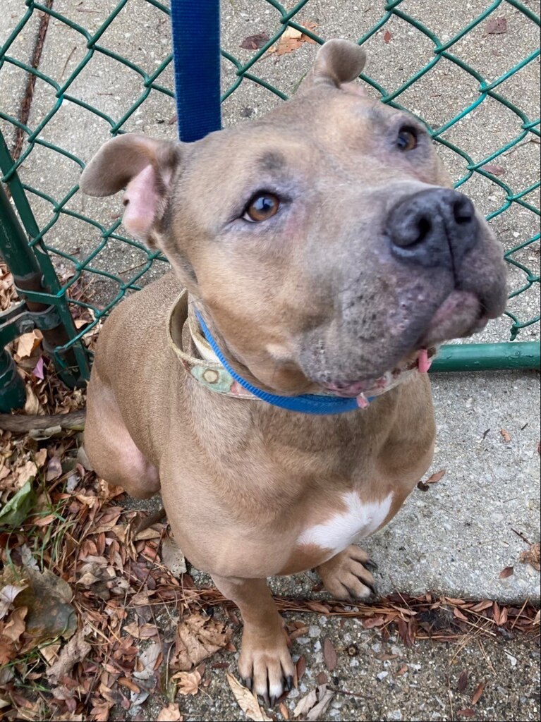 ift.tt/PpjmeuX #DoYouKnowThisDog? N Harlem Ave & W Wrightwood Ave, #Montclare, #Chicago, #CookCounty, #IL, 60707.  

Female - Pit Bull - Brown.  Found: 12-30-2022

CONTACT:  (773) 307-2753 
Email:  e276f73b@contact.petfbi.org 

--- Do you have information about this do…