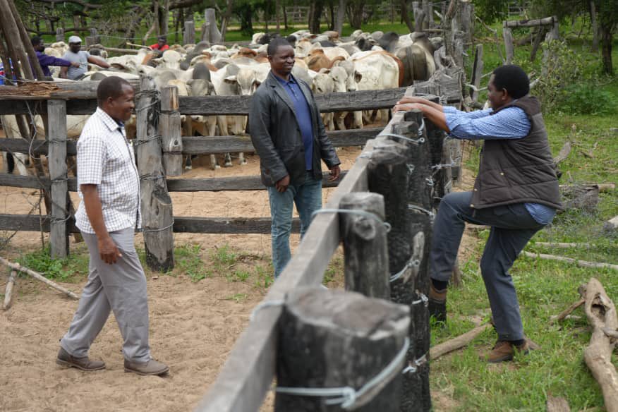 Took time to witness the auctioning of bulls at our Naminwe Ranch in #Namwala. 
Encouraging to see fellow citizens from across #Zambia coming to the ranch to purchase bulls for the improvement of their breed which’ll lead to their better yield.
