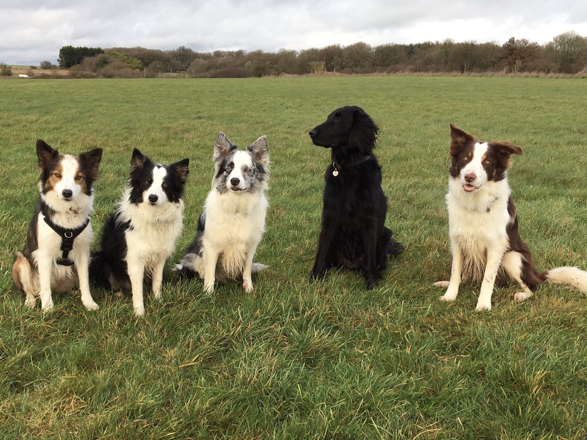 squirrelnemesis's tweet photo. We had frens to visit today an we done LOTS of walking
#tired
#legsache
#snoozlingnow https://t.co/nnfevt29pV