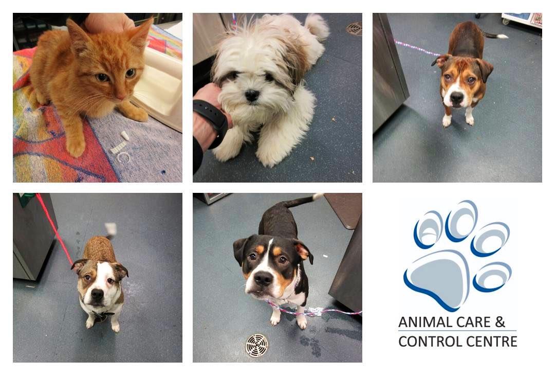 David Jones (@citizenjones_) on Twitter photo Please share! Can you help the <a href="/CityofEdmonton/">City of Edmonton</a> reunite these pets with their hoomans before New Years? For more on lost pets, go to edmonton.ca/residential_ne…. #yeg #yegpets Please share! Can you help the <a href="/CityofEdmonton/">City of Edmonton</a> reunite these pets with their hoomans before New Years? For more on lost pets, go to edmonton.ca/residential_ne…. #yeg #yegpets