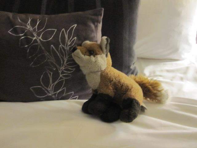AmiPanda90's tweet photo. @WholesomeMeme Same thing when I went to NYC for a few days, came back each night to my fox Phoenix laying on the pillow ☺️ https://t.co/aLCaPGn5Y8