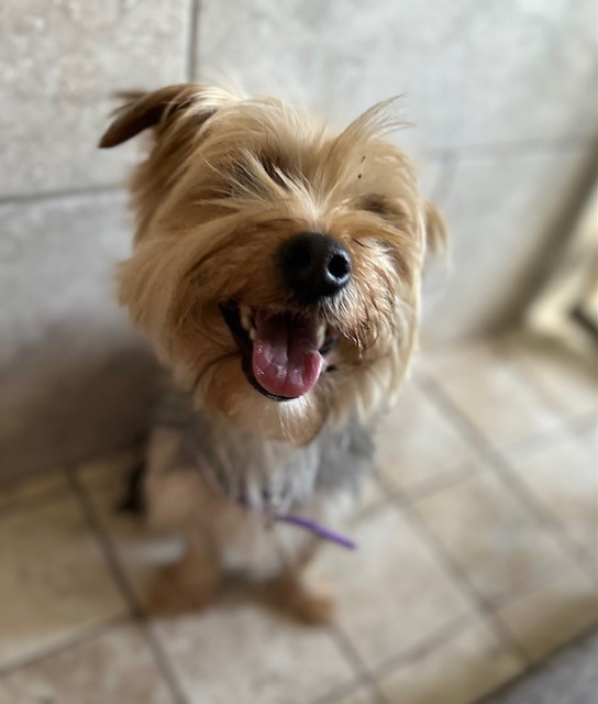 DFB_BSOAlerts's tweet photo. Found Dog Alert: Help BSO Deerfield Beach find this pup's family. He was found on 12/30/22 in the area of Pioneer Park, Deerfield Beach. Contact BSO at 954-480-4300 or Detective Washecka at lesley_washecka@sheriff.org.
#BSO #Deerfieldbeach #pawboost https://t.co/kASRYKQXum