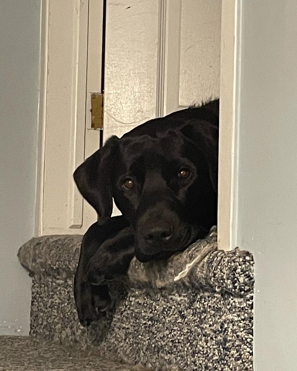 LConcessi's tweet photo. Helping my hooman’s workout. I downward dog an my brudder child pose. #yogawithdogs #labs https://t.co/NEjyawhFFy