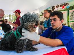 ViceVenezuela's tweet photo. #EspecialVP || Misión Nevado: 9 años dando amor y cuidado a los animales de compañía.

#30Dic 

Leer más: https://t.co/8xxUPu8sp2 https://t.co/5QOSyDFyX9