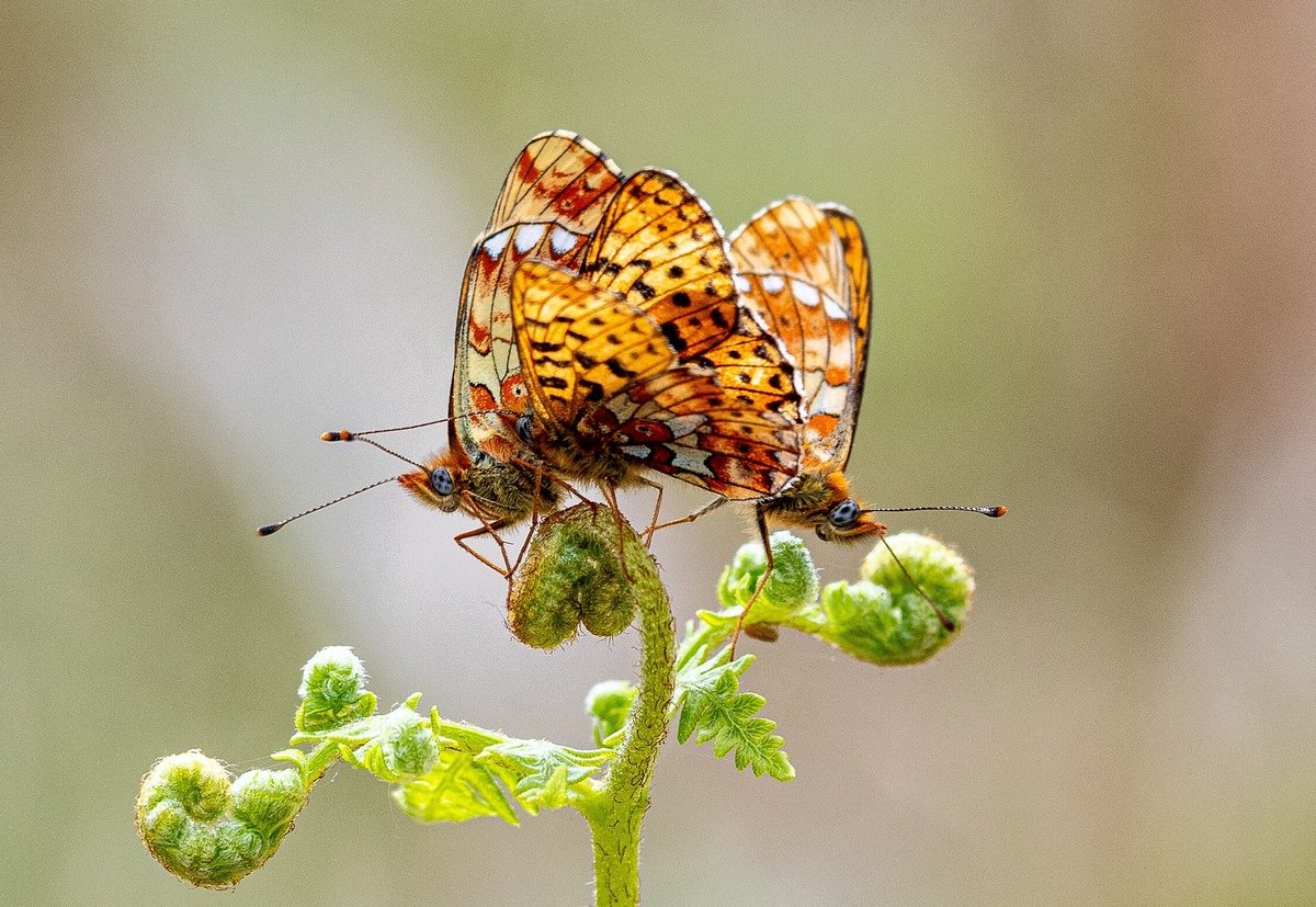 l10ydie's tweet photo. Some of my favourite shots of butterflies and a moth from this year. Hopefully more of the same next year. @HerefordshireWT @Natures_Voice @WildlifeMag @WildlifeTrusts @savebutterflies #Marbledwhite #woodwhite #magpiemoth #Pearlborderedfritillary #Herefordshire #ewyasharold https://t.co/WVpXh66RCa