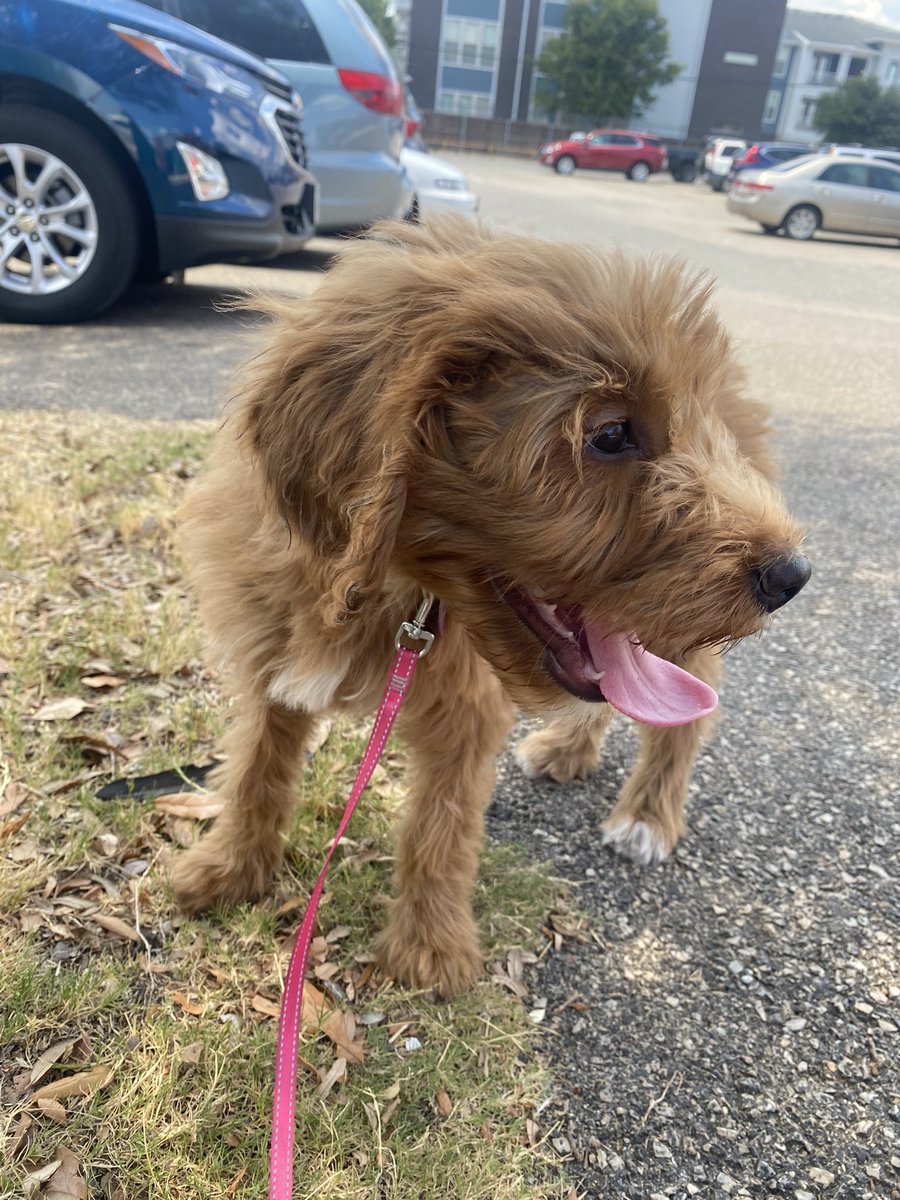 kelsey on Twitter "RT jenaeeelaurenn Im a dog walker & dog sitter in