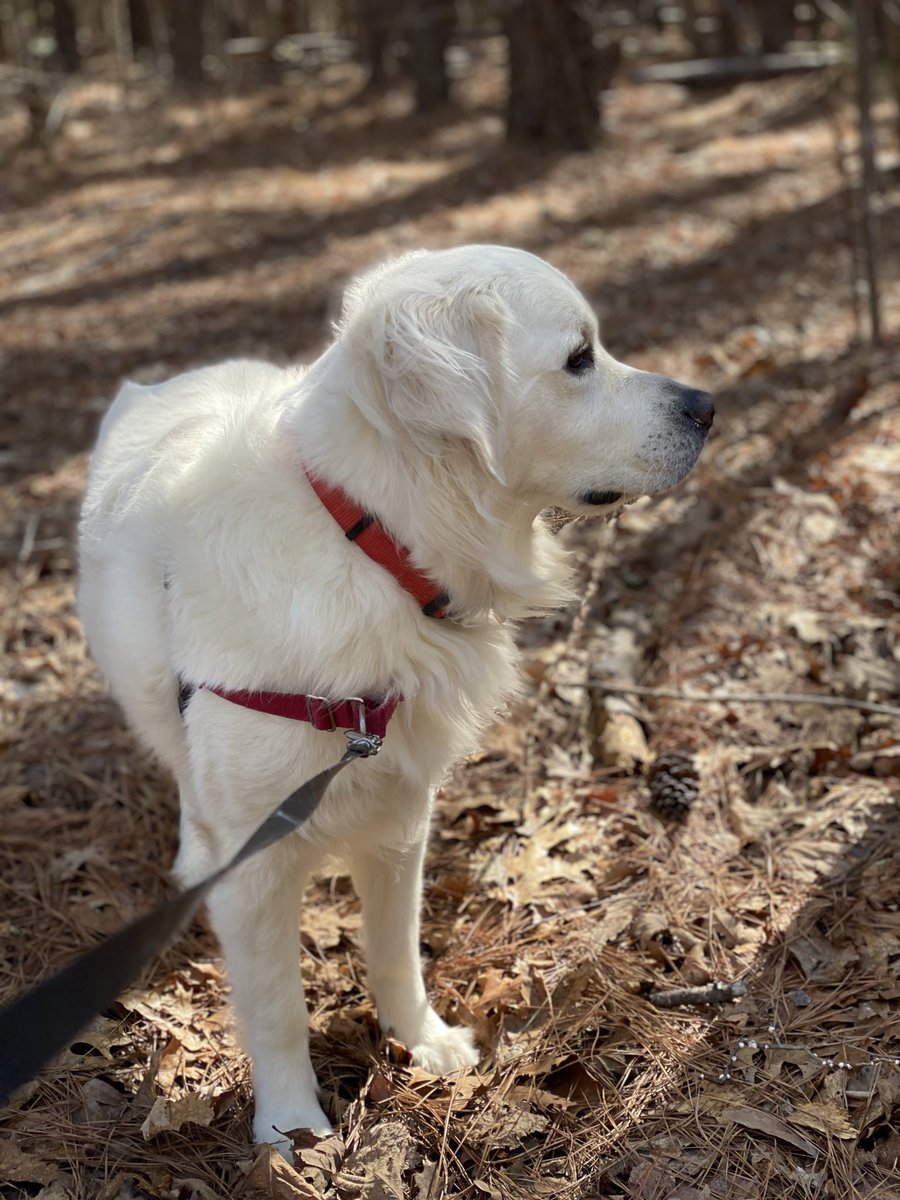 HopeACantrell's tweet photo. @weatherchannel Murphy from Hurdle Mills, North Carolina #DogwalkForecast #WeatherChannel https://t.co/o9WzeKxSsq