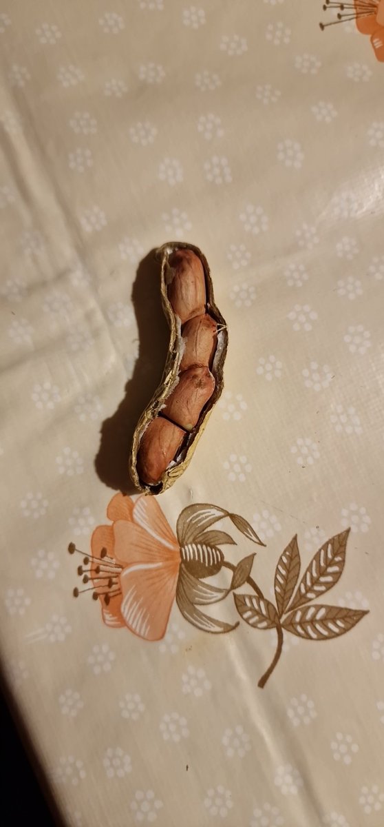 CopyWasteBS's tweet photo. does this bribg luck? :0 https://t.co/lDVvHjgzX8