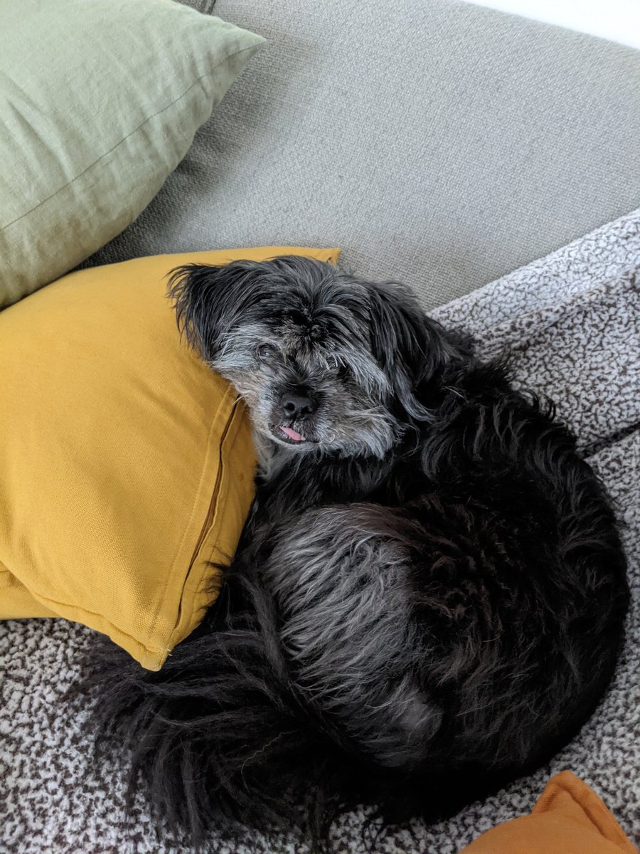 McKika's tweet photo. Walking past my "dog" on the couch https://t.co/7ymvv9bRlL