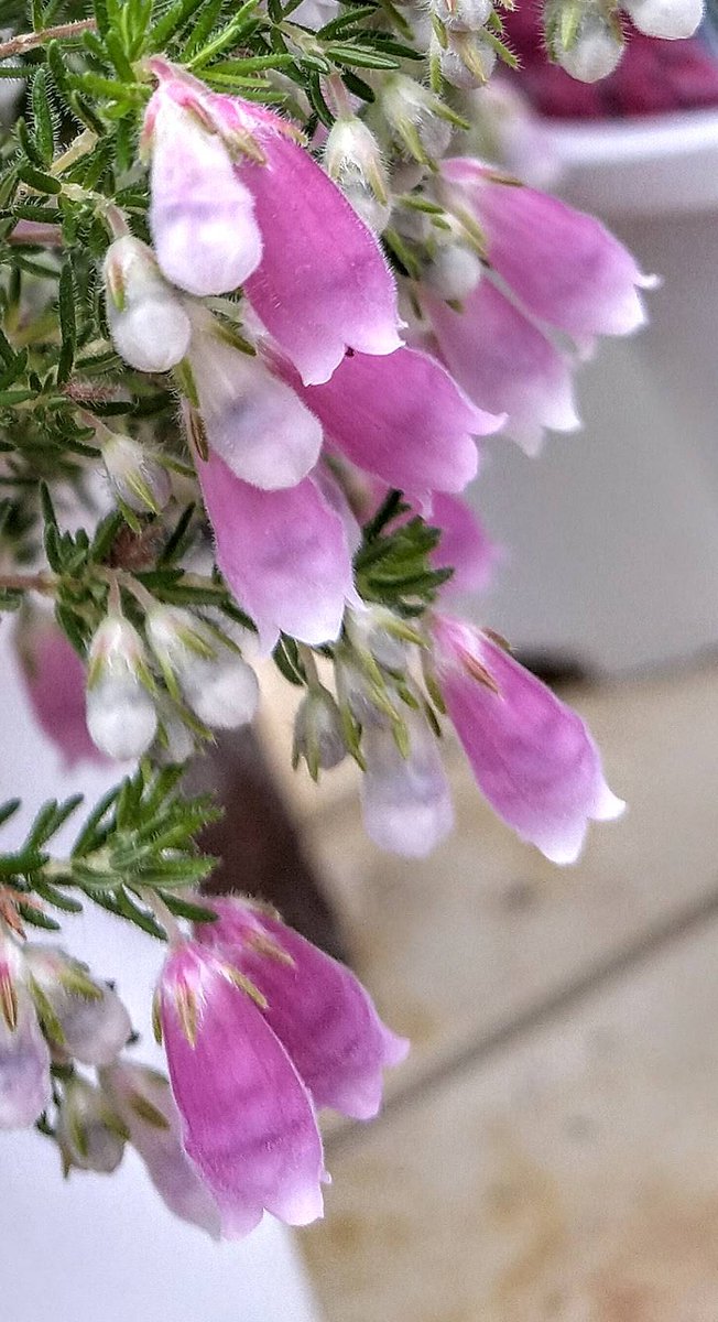 おはようございます
毎日寒いですが今年最後に
横顔が愛らしいエリカに出会いほっこりしました😊
今日も1日皆さんの善き日でありますように