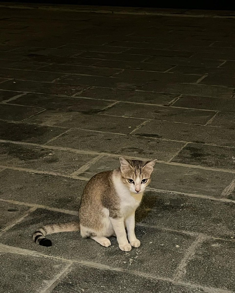 Aren't you cold, cat?