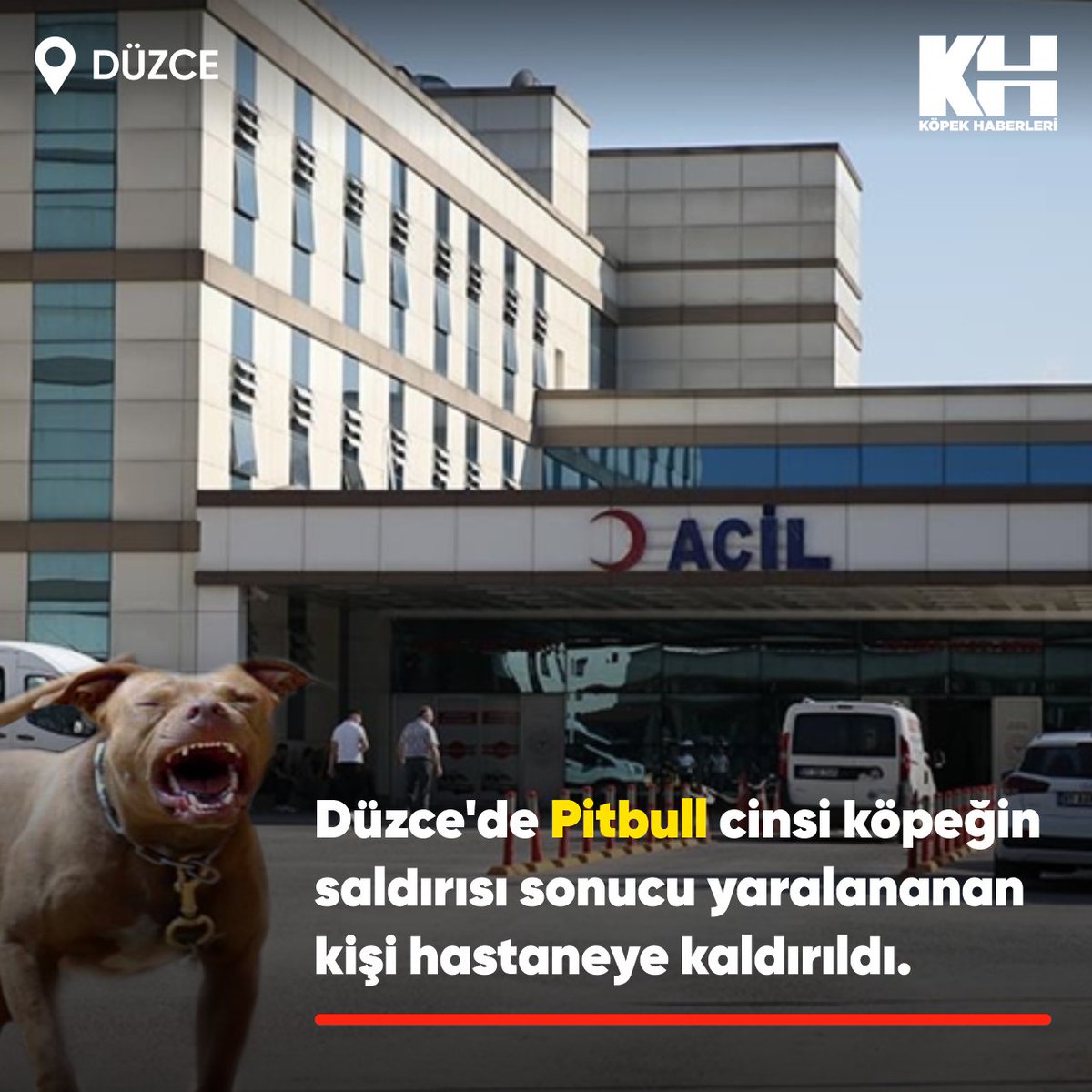 Düzce'nin Camikebir Mahallesi Santral Sokak'ta yürüyen Cem K'ye yasaklı ırk Pitbull cinsi köpek saldırdı. Bacaklarından yaralanan Cem K., olay yerine gelen sağlık ekiplerince Düzce Atatürk Devlet Hastanesi'ne kaldırdı.
#kuduz .
Köpek sahibi ifadesi alınmak üzere karakola götür...