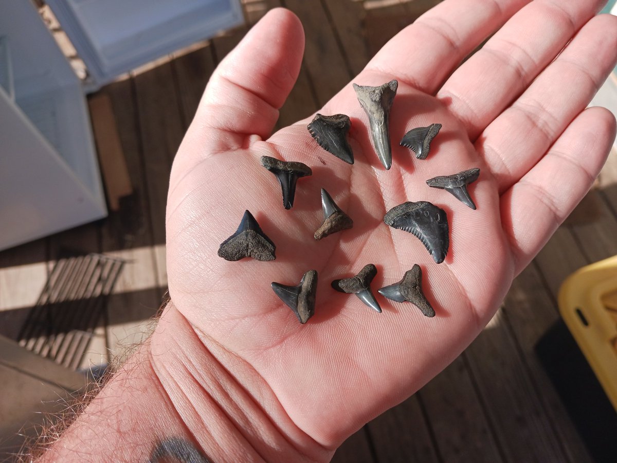 thebugmandan's tweet photo. Spent yesterday digging for #fossils on the Peace River. My shoulders and legs are sore...😬...but check out these cool #shark teeth and #turtle shell bits! https://t.co/Ty4MqZq8UN