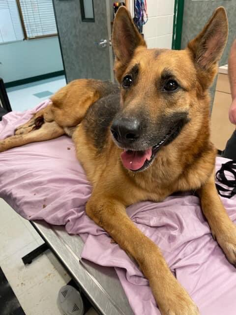 psychicwhisper3's tweet photo. 🆘🔥SARGE 🏥🚑#A351547 #CCTX
🚘Tragic Car Accident Needs Pulling By #RESQ
By ‼️ 4:30pm ‼️ TODAY 12/30 Or He Dies ☠️
2 Yr Beautiful Male German Shepherd Needs Our Help 🙏🙏🙏Open Fracture/Dehydrated/Degloving 60% Of Limb😱
URGENT Pls #RT #PLEDGE #RESQ INFO⬇️🏥 #SaveSARGE 🏃♀️ https://t.co/JUI9O0glRl