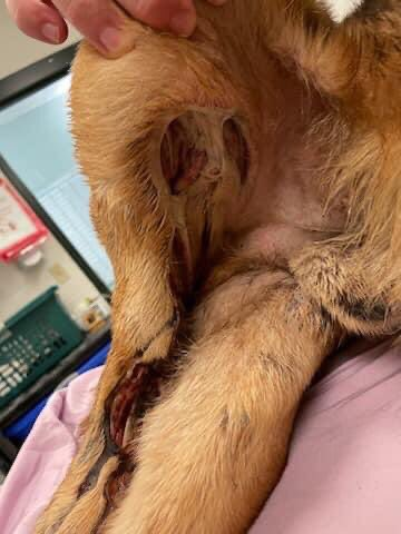psychicwhisper3's tweet photo. 🆘🔥SARGE 🏥🚑#A351547 #CCTX
🚘Tragic Car Accident Needs Pulling By #RESQ
By ‼️ 4:30pm ‼️ TODAY 12/30 Or He Dies ☠️
2 Yr Beautiful Male German Shepherd Needs Our Help 🙏🙏🙏Open Fracture/Dehydrated/Degloving 60% Of Limb😱
URGENT Pls #RT #PLEDGE #RESQ INFO⬇️🏥 #SaveSARGE 🏃♀️ https://t.co/JUI9O0glRl