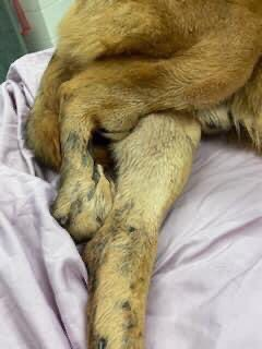 psychicwhisper3's tweet photo. 🆘🔥SARGE 🏥🚑#A351547 #CCTX
🚘Tragic Car Accident Needs Pulling By #RESQ
By ‼️ 4:30pm ‼️ TODAY 12/30 Or He Dies ☠️
2 Yr Beautiful Male German Shepherd Needs Our Help 🙏🙏🙏Open Fracture/Dehydrated/Degloving 60% Of Limb😱
URGENT Pls #RT #PLEDGE #RESQ INFO⬇️🏥 #SaveSARGE 🏃♀️ https://t.co/JUI9O0glRl