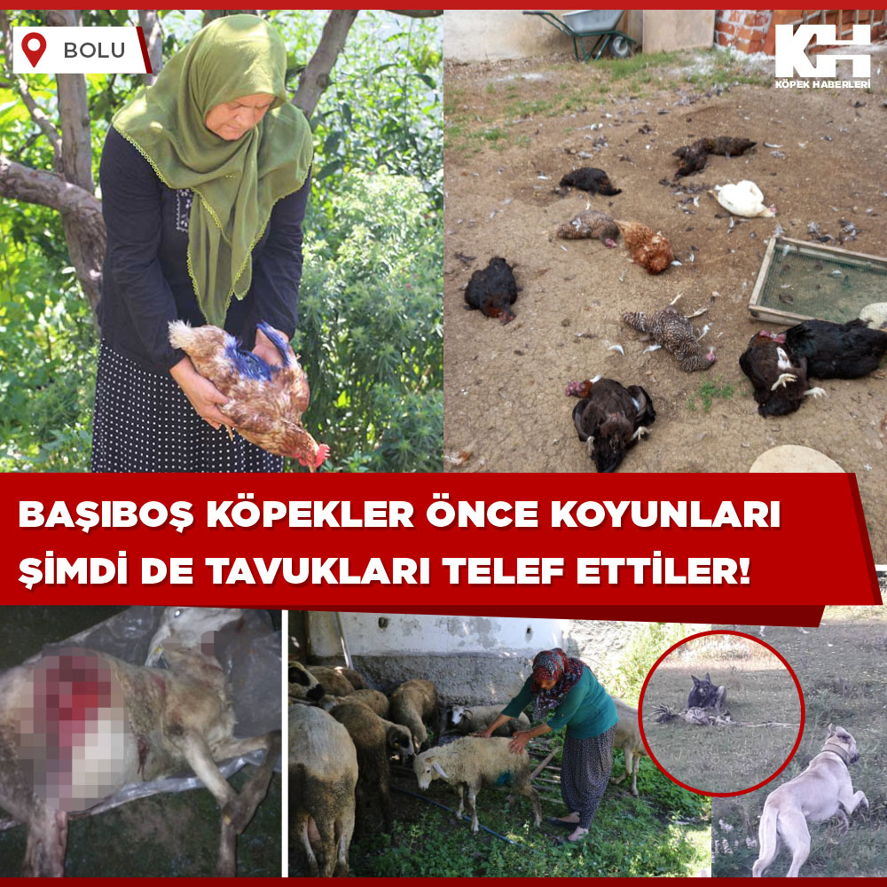 Bolu'nun Yumrukaya Köyü'nde sürüler halinde dolaşan başıboş köpeklerin saldırıları devam ediyor!
#kuduz .
Köpeklerin son saldırılarında köy sakinlerinden Necla Çırpan’ın 15 tavuğu parçalanarak telef oldu, 20 tavuğundan geriye 5 yaralı tavuğu kaldı.