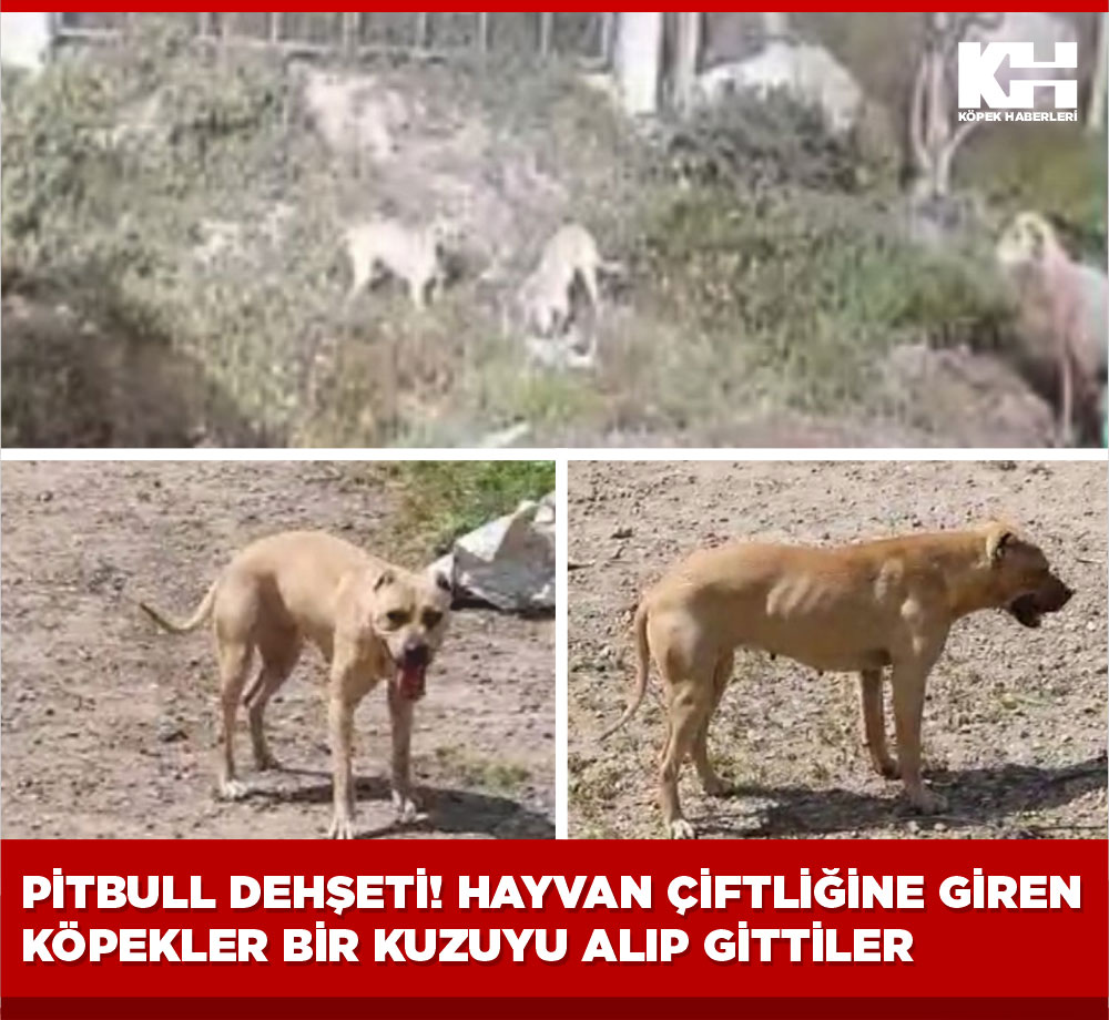 Bursa'nın Karacabey ilçesinde, başıboş ve tasmasız 2 Pitbull cinsi köpek, küçükbaş hayvan çiftliğine girerek koyunlara ve kuzulara saldırdı. 
Koyunların karşılık vermesi nedeniyle başarılı olamayan köpekler kuzuyu alarak uzaklaştılar. #kuduz .
Köpekler yakalanarak barınağa göt...