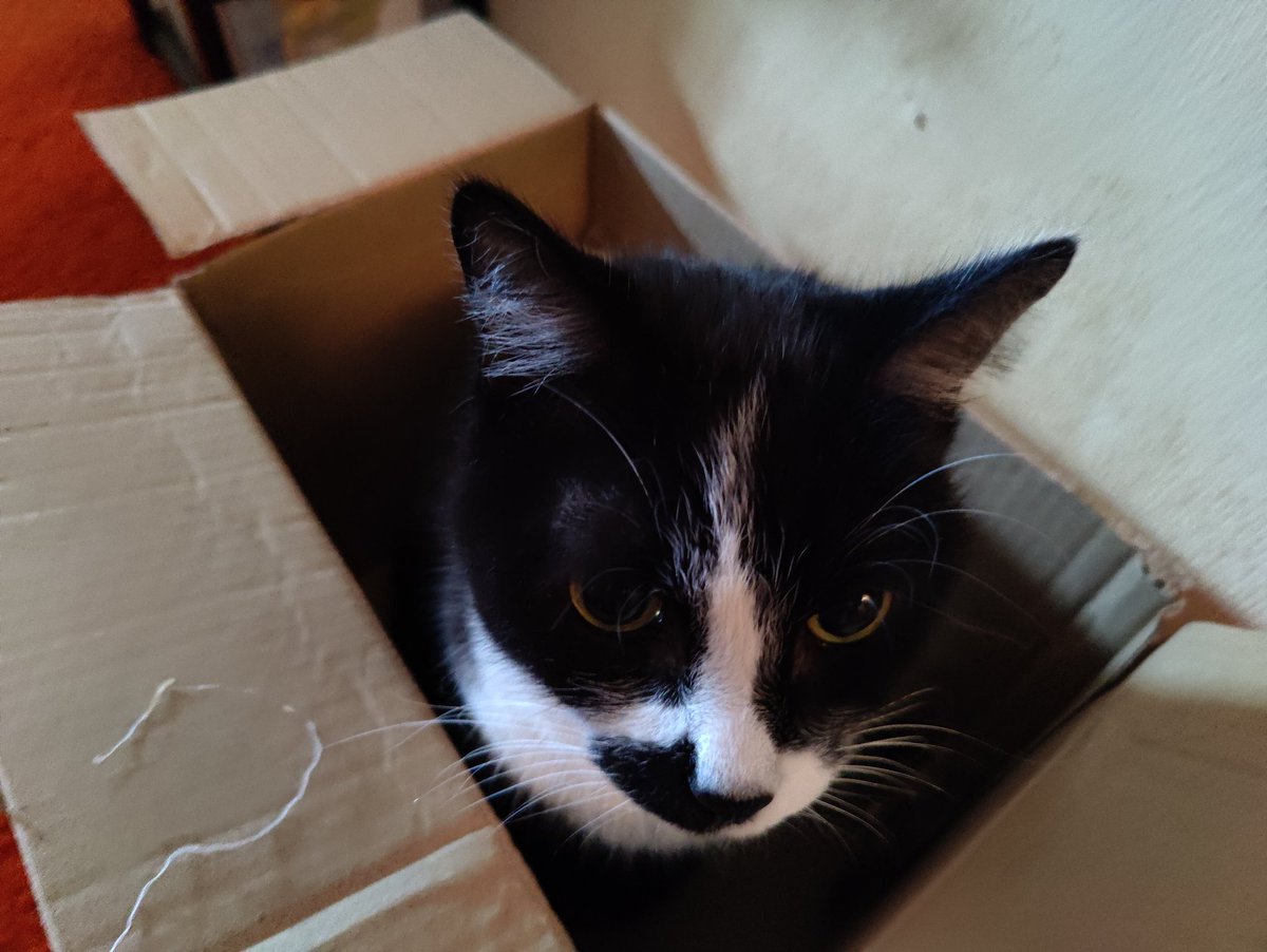 Derek_Aff's tweet photo. @RadiaActive_VT Deano, after Dean Martin cause he's a tuxedo kitty, also known as little man https://t.co/ISrGtLNrrs