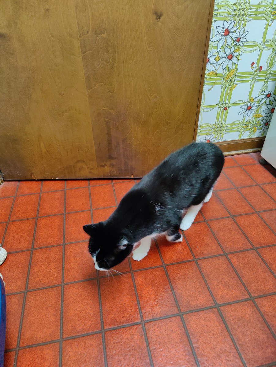 Derek_Aff's tweet photo. @RadiaActive_VT Deano, after Dean Martin cause he's a tuxedo kitty, also known as little man https://t.co/ISrGtLNrrs