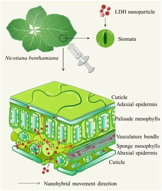 Plant Science tweet media