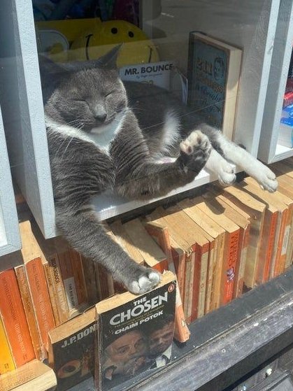 Dont Show Your Cat tweet media