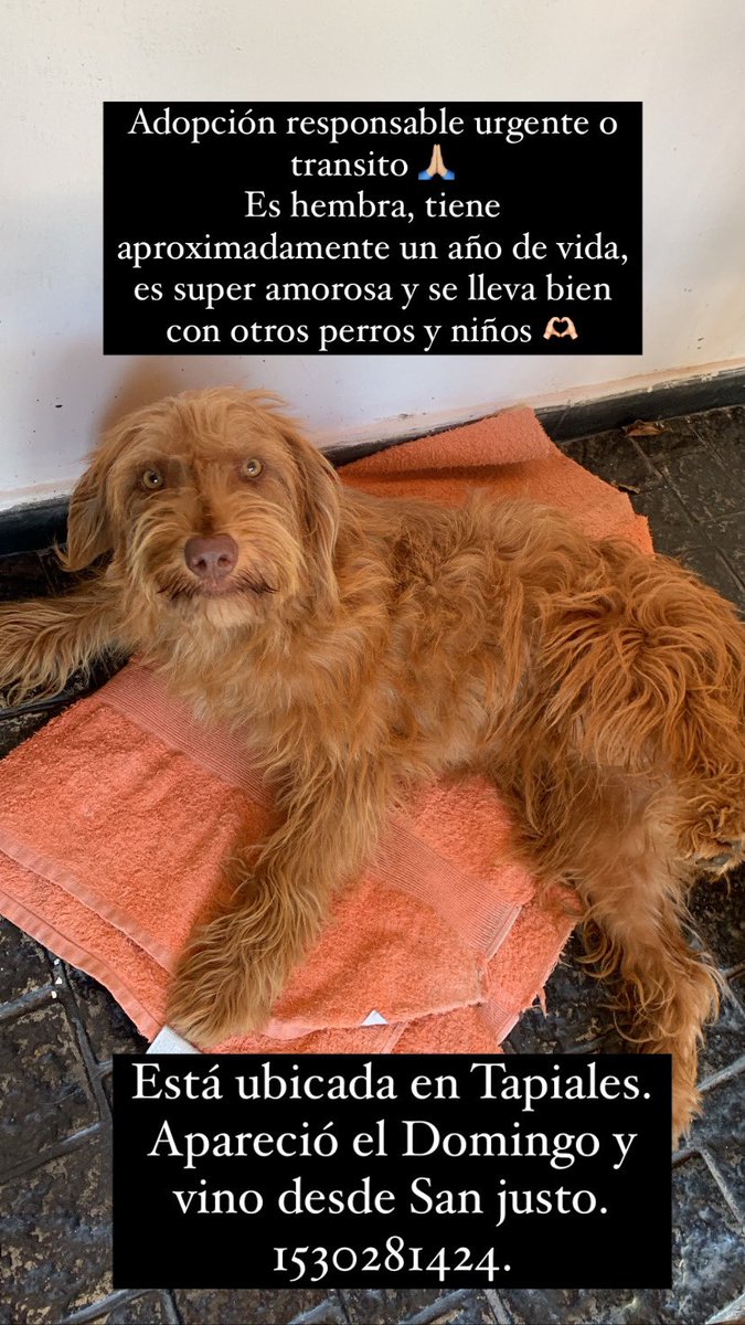 Mprisho's tweet photo. SE BUSCA ADOPCIÓN RESPONSABLE URGENTE EN LO POSIBLE PORQUE NO PUEDO TENER MÁS A ESTA BEBE. Ayudenme a difundir lo pido desde lo más profundo! Que esta perrita pueda encontrar una familia que le de amor incondicional 🥺🙏🏼🥺🙏🏼 https://t.co/oxNN6szl15