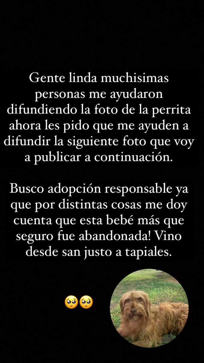 Mprisho's tweet photo. SE BUSCA ADOPCIÓN RESPONSABLE URGENTE EN LO POSIBLE PORQUE NO PUEDO TENER MÁS A ESTA BEBE. Ayudenme a difundir lo pido desde lo más profundo! Que esta perrita pueda encontrar una familia que le de amor incondicional 🥺🙏🏼🥺🙏🏼 https://t.co/oxNN6szl15