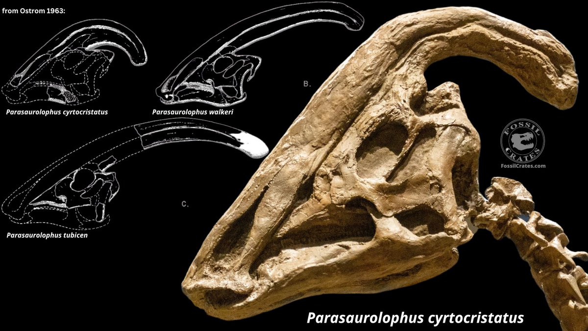 Fossilcrates's tweet photo. #FossilFriday #Parasaurolophus style!
3 named species

P. #cyrtocristatus (NM, UT smallest, Female?) super-curved tube
P. #tubicen (NM, largest, Male?) - near 7' skull w/ tube

P. #walkeri (Canada, "OG" 1st named 100 years ago)

Classic Cool!

#FossilCrates #ExpressExhibits #DrBC https://t.co/9VLiUtwFTK