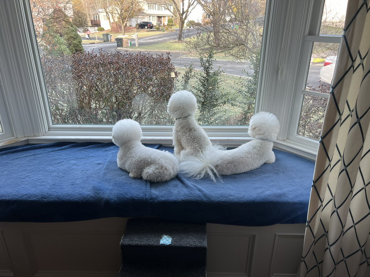 We are still watching for any wayward elves that might still be out and about! #whereswinky #bichonfrise