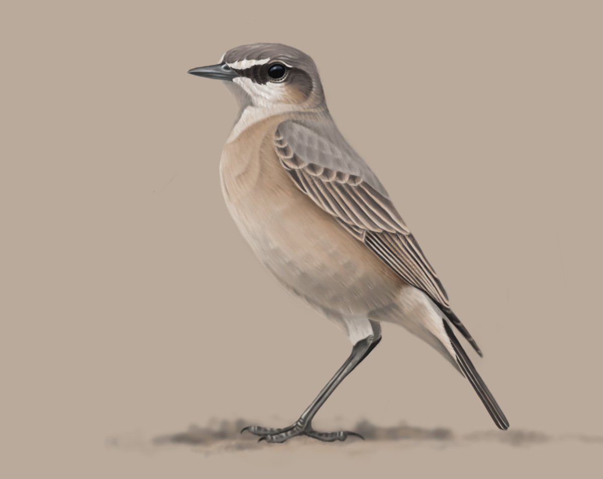 Another wheatear... Rusty-breasted Wheatear Oenanthe frenata in fresh autumn plumage. A species endemic to the Horn of Africa, usually treated as conspecific with Arabian bottae, but nowadays sometimes split... pending analyses of genetic data of bottae