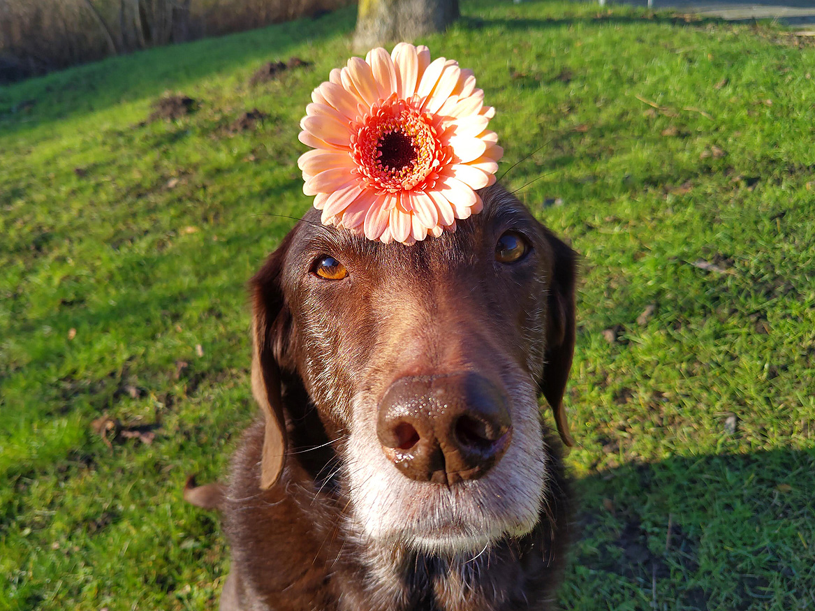 This should help to brighten up this grey & rainy day?! Happy #FloofHeadsFriday! 😘🌼 #FloofHeadsClub