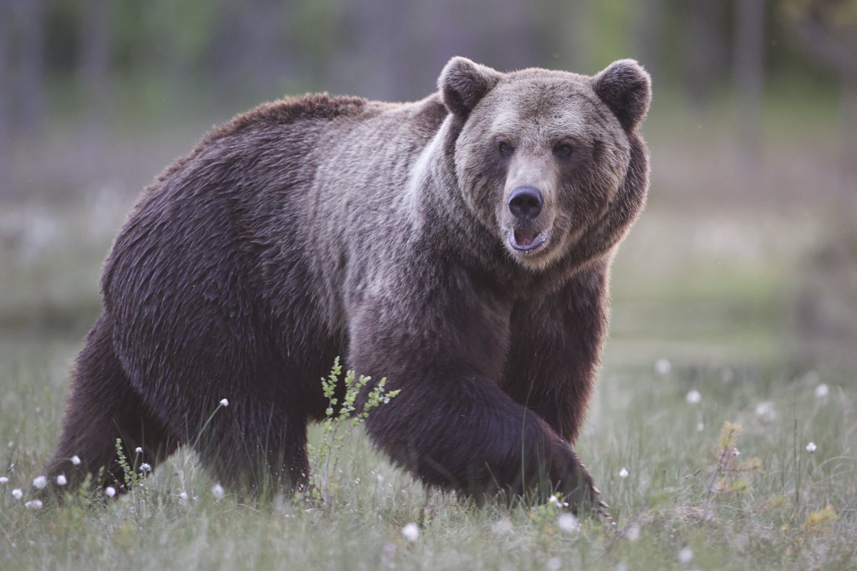 iskanderbarrena's tweet photo. Hartz arrea (Ursus arctos).

Datorren urtera begira, argazki proiektu politek datoz… Adi egon!

Ondo bukatu 2022 urtea!

#naturaargazkitan #wildlife #wildlifephotography #NaturePhotography #nature #bear #brownbear #bearphoto #wildanimal #Finland #kuhmo #travel https://t.co/9eDqhDkv3v