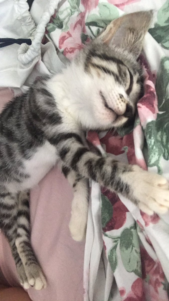 BBBronzeri's tweet photo. Floki, o mais novo integrante 🐈❤️ https://t.co/lb0Rj8R22L
