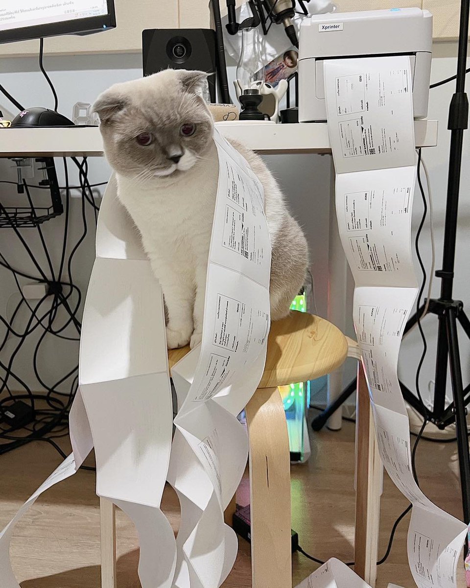 CatWorkers's tweet photo. https://t.co/Te7rFbMLuC