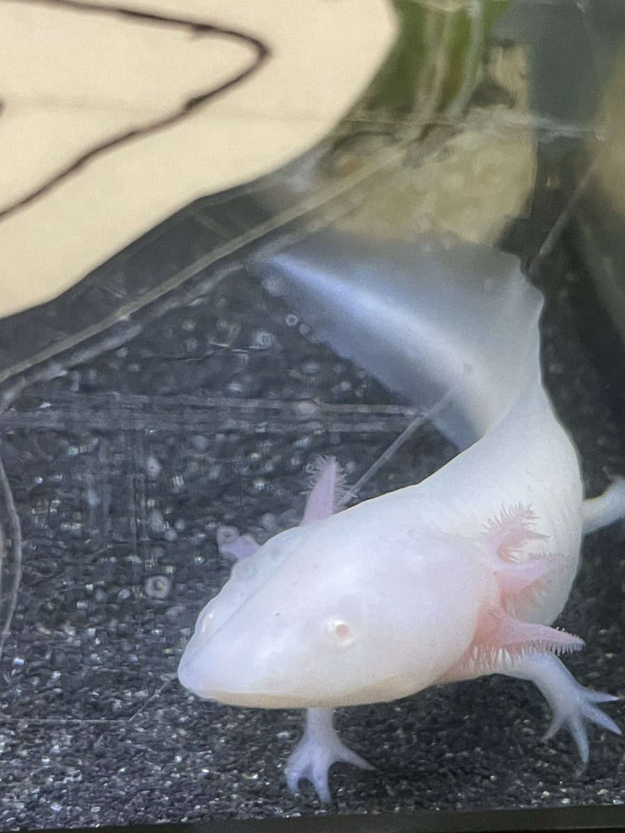 Glug glug fact of the day: Axolotls are not poisonous. however, take caution when handling them, as they can secrete a slime that can be irritating to the skin. #funkieaxol #NFTCommunity  #AndrewTate #smalldickenergy  #xrpnft