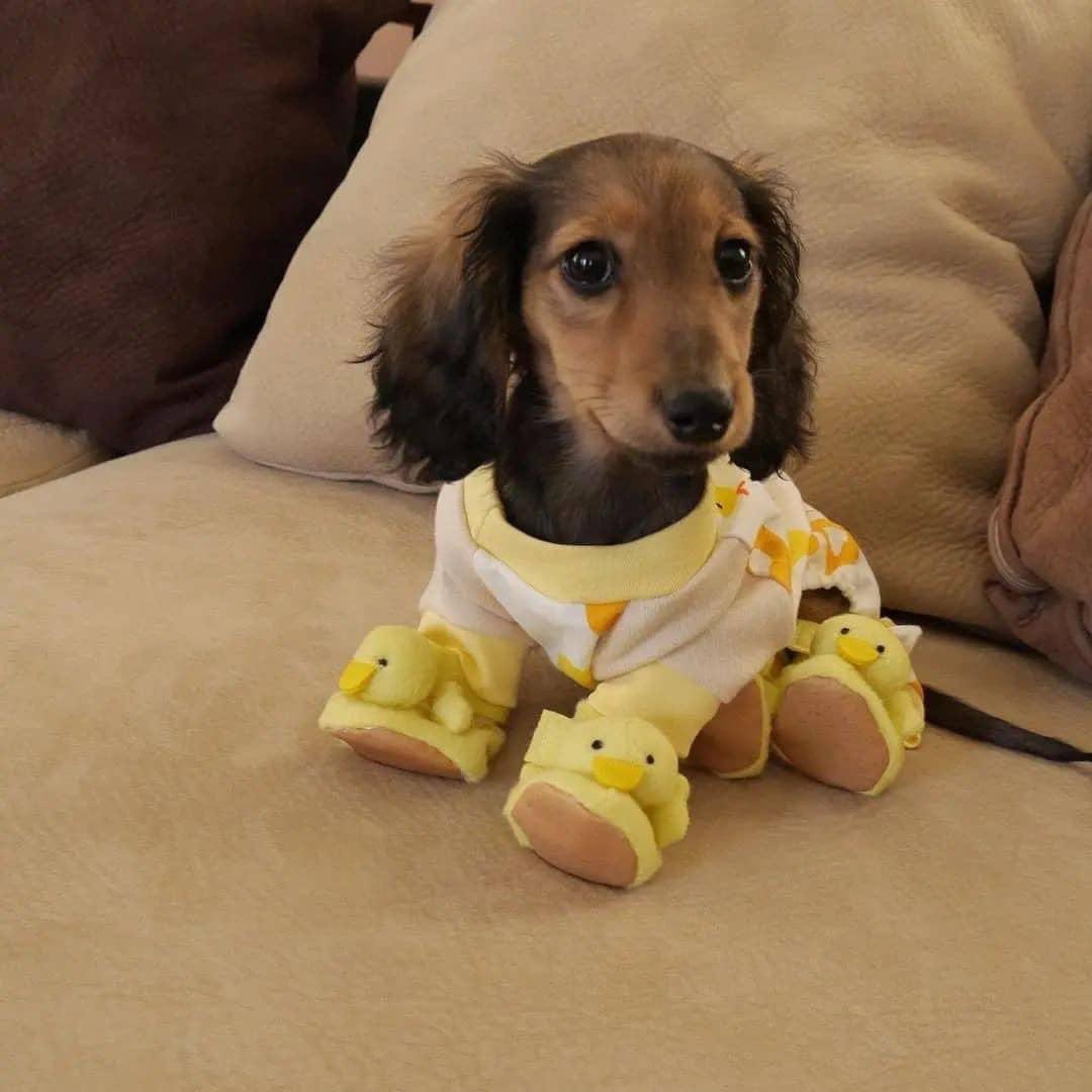 Um doguinho com sapatinho de patinho é o que você precisa ver hoje