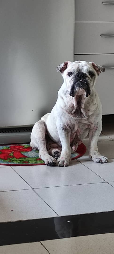 PerroUsuario's tweet photo. RT @Lisbeth_H: en adopción está hermosa perrita bulldog, la cual pasó muchísimo trabajo ya que la tenían amarrada sin comida y sin agua, ha sufrido mucho. Inf 04262908724 Caracas segura los llenará de amor Espero consiga hermosos padres que la quieran 🙏🏻 https://t.co/kyPjvMkm5i