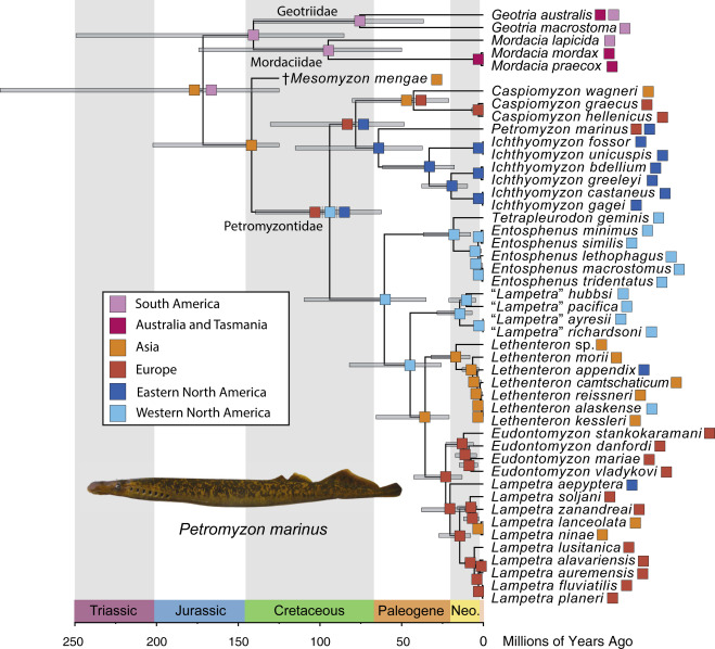 TJNear's tweet image. 1/6 New from #NearLab @ChaseBrownstein with the third installment of the #livingfossil trifecta! Phylogenetics and the Cenozoic radiation of lampreys
cell.com/current-biolog…