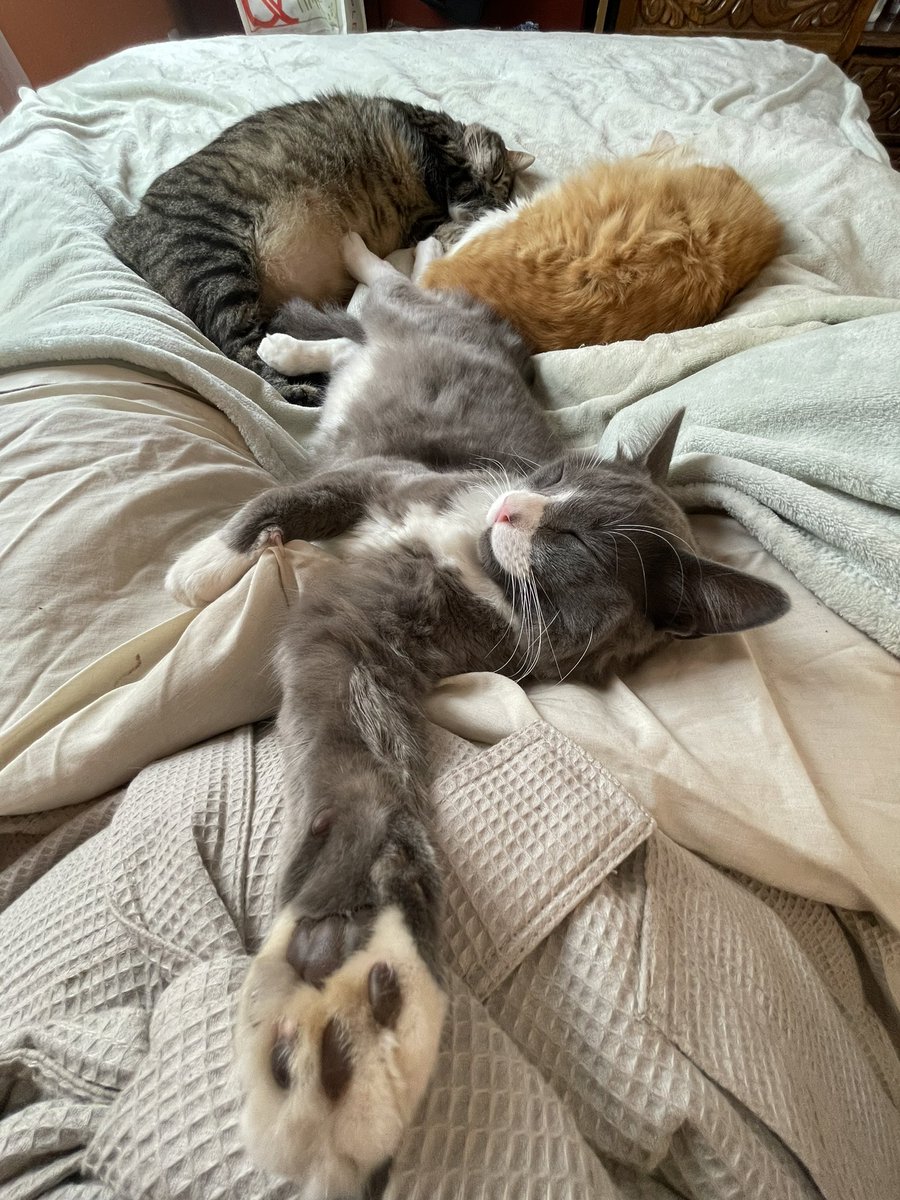 MyloveShk's tweet photo. OK how am I supossed to get up now? #iamtrapped https://t.co/ByPMoYvV62