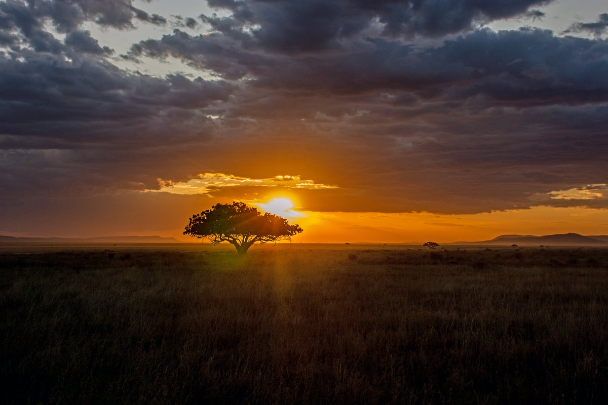 Just another Serengeti sunset. #Tanzania #offthebeatentrack #travellingdays #throughmylens #snappingtheworld #photooftheday #Zimbabwe #travel #traveltribe #travelphotography #nikonphotography #sunset <a href="/ThePhotoHour/">#ThePhotoHour</a> <a href="/StormHour/">#StormHour</a>