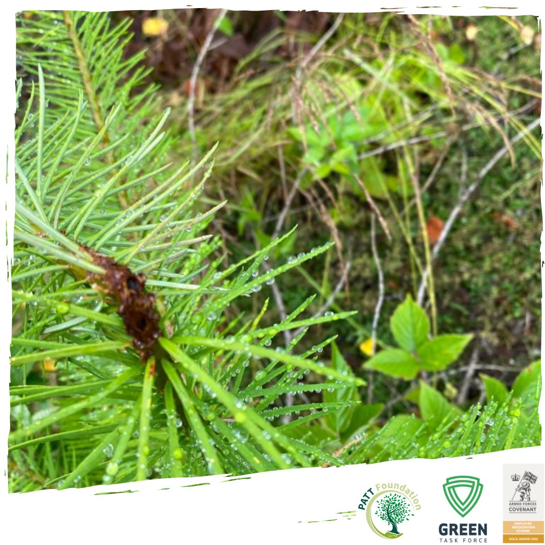 GreenTaskForce1's tweet photo. Some beautiful pictures from The @GreenTaskForce1 Wales (#Cymru) team, who cleared 30 acres of bracken clearance in #southwales earlier this month!
#GreenTaskForce #PattFoundation #conservation #woodland #veteranshelpingveterans #veteranemployment #woodlandmanagment https://t.co/g2QwOtdJu0